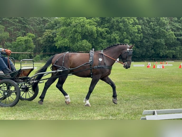 Moritzburger Wallach 10 Jahre 174 cm Schwarzbrauner in Falkensee