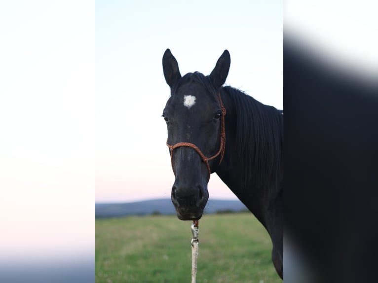 Moritzburger Wallach 11 Jahre 168 cm Rappe in VierherrenbornPaschel