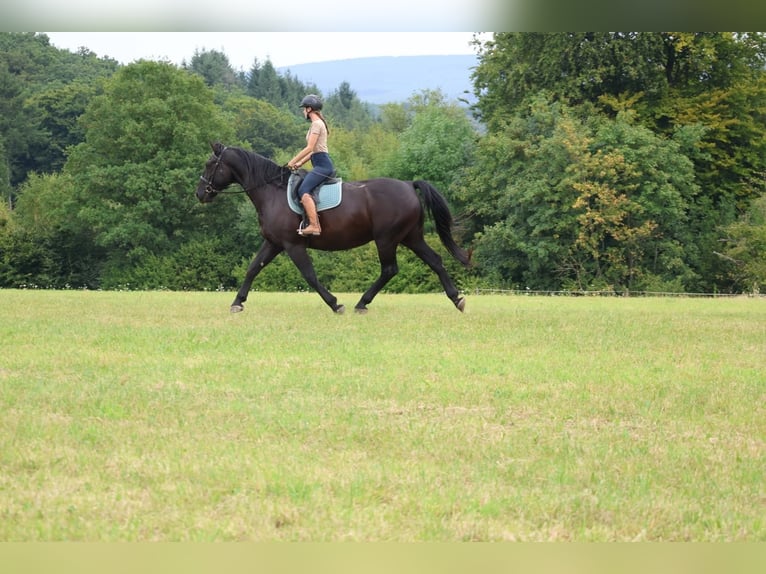 Moritzburger Wallach 11 Jahre 168 cm Rappe in VierherrenbornPaschel
