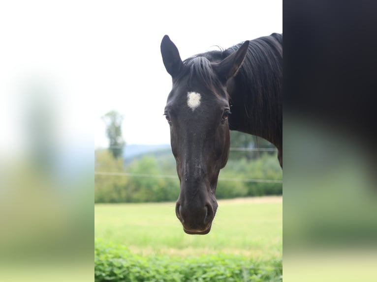Moritzburger Wallach 11 Jahre 168 cm Rappe in VierherrenbornPaschel