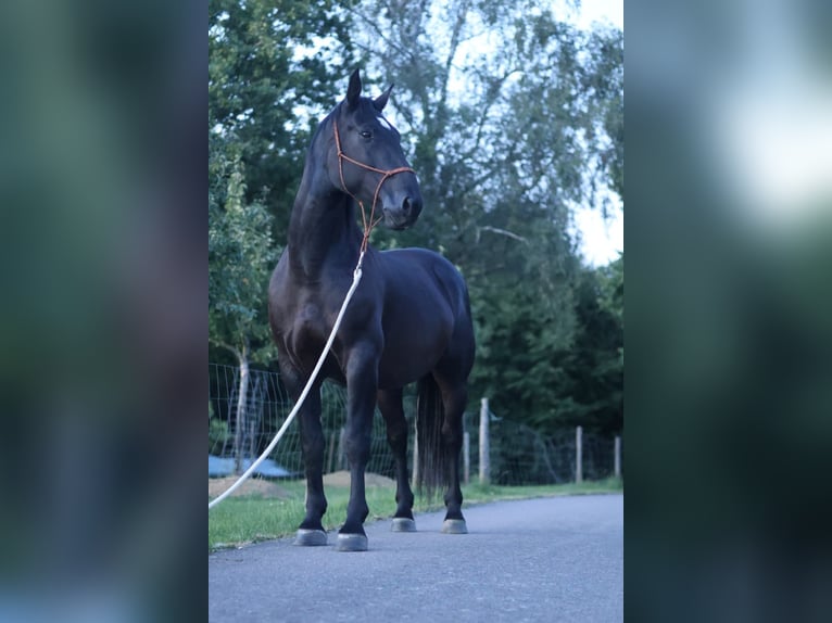Moritzburger Wallach 11 Jahre 168 cm Rappe in VierherrenbornPaschel