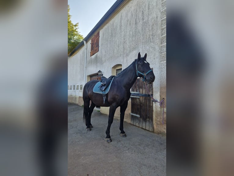 Moritzburger Wallach 11 Jahre 168 cm Rappe in VierherrenbornPaschel