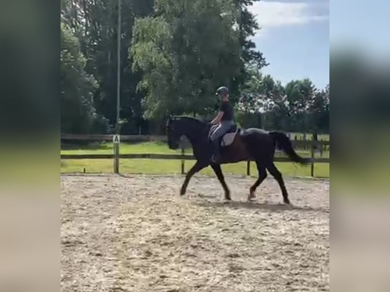 Moritzburger Wallach 16 Jahre 174 cm Rappe in Sprang-Capelle