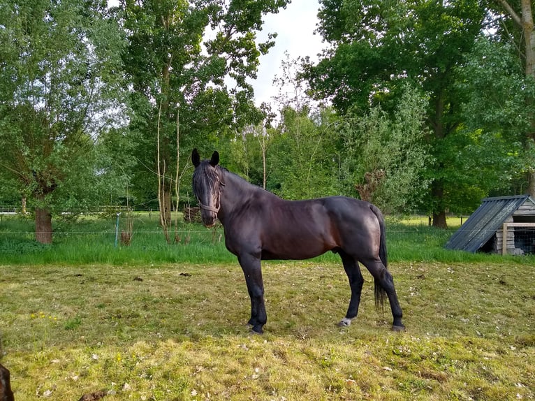 Moritzburger Wallach 16 Jahre 174 cm Rappe in Sprang-Capelle