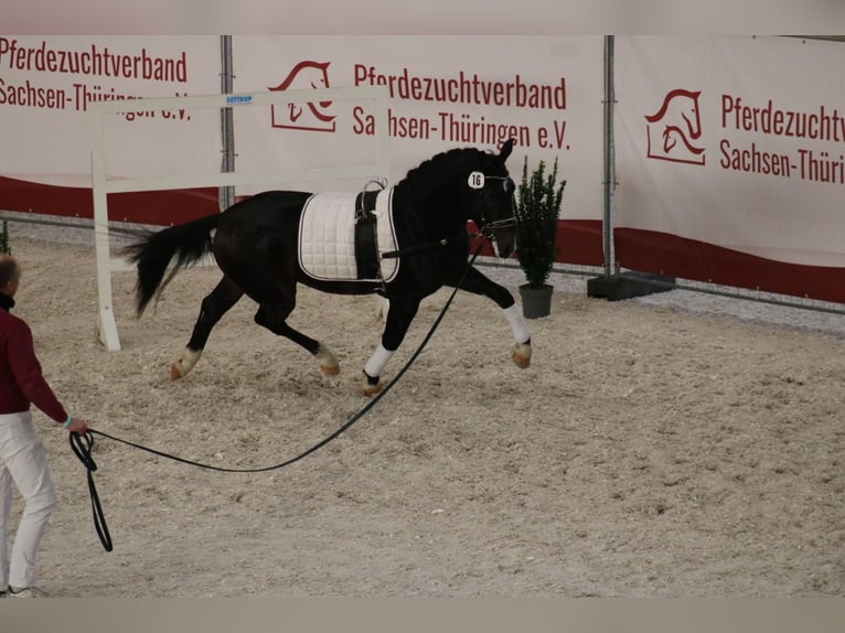 Moritzburger Wallach 3 Jahre 161 cm Schwarzbrauner in Döbeln