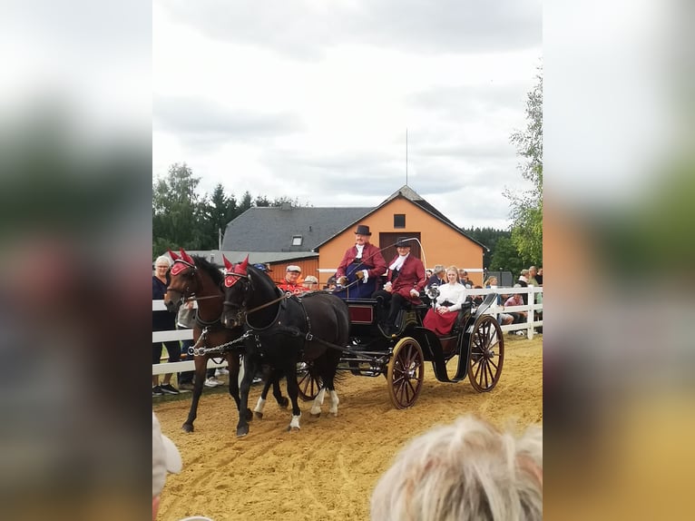 Moritzburger Wallach 4 Jahre  in Ellefeld