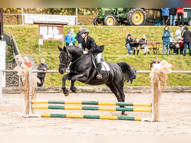 Moritzburger Wallach 4 Jahre  in Ellefeld