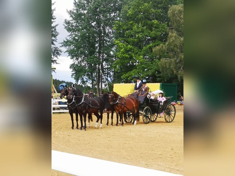 Moritzburger Wallach 4 Jahre  in Ellefeld