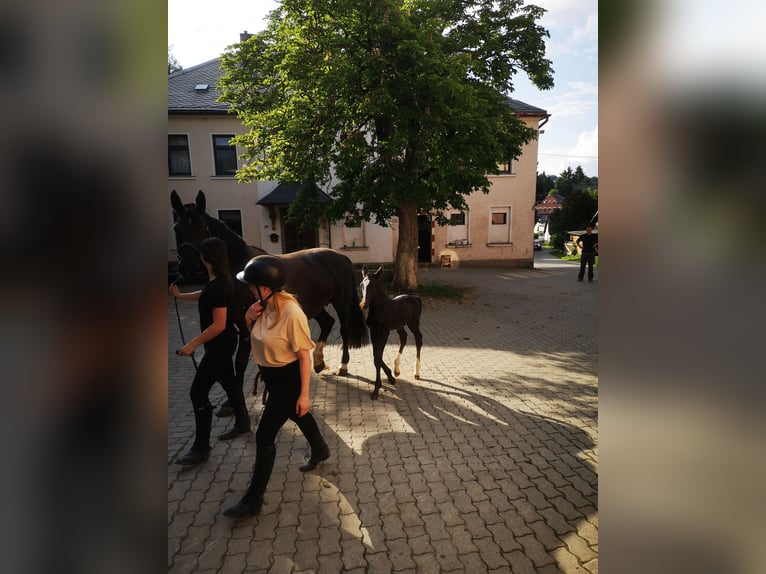 Moritzburger Wallach 4 Jahre  in Ellefeld