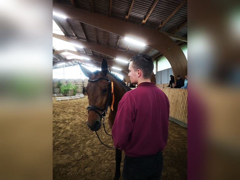 Moritzburger Wallach 4 Jahre  in Ellefeld