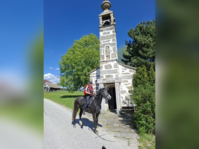 Moritzburger Wallach 5 Jahre 168 cm Blauschimmel in Ottenschlag