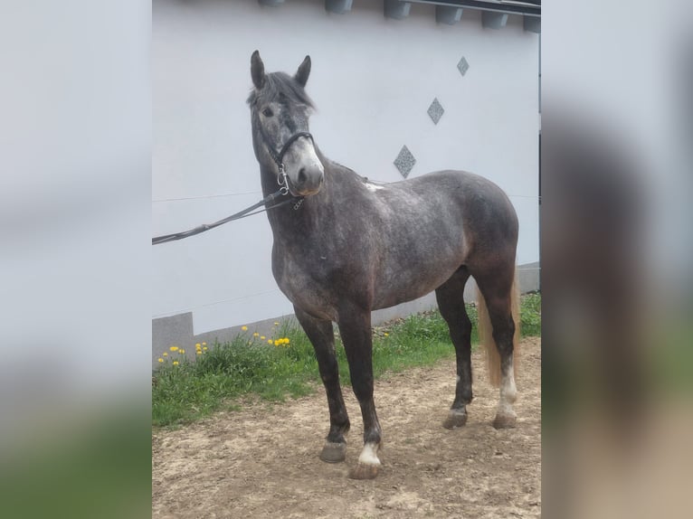 Moritzburger Wallach 5 Jahre 168 cm Blauschimmel in Ottenschlag
