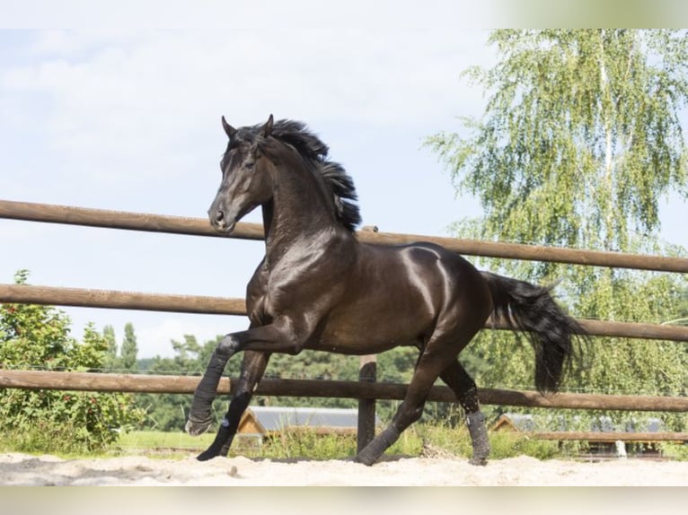 MORRICONE Oldenburg Stallion Black in Werder