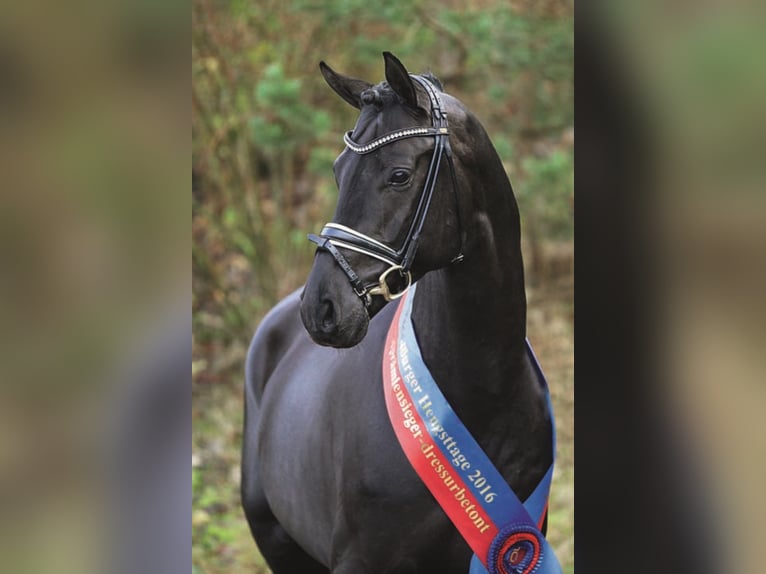 MORRICONE Oldenburg Stallion Black in Werder