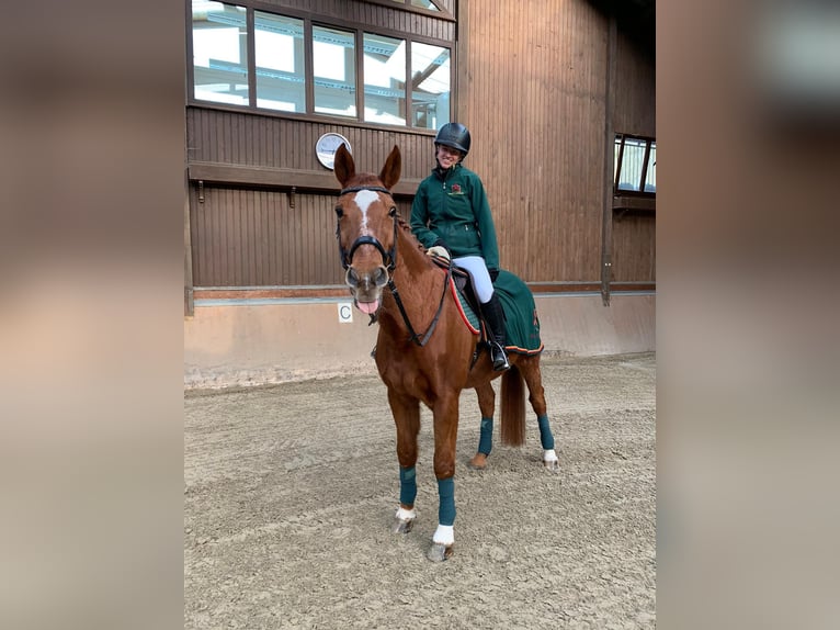 Motivierte Reiterin sucht Reitbeteiligung im Münchner Osten