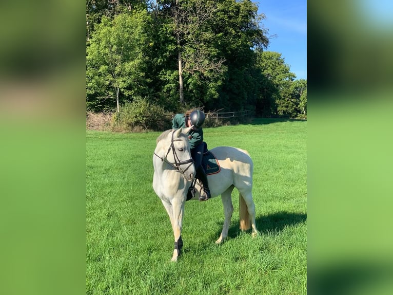 Motivierte Reiterin sucht Reitbeteiligung im Münchner Osten