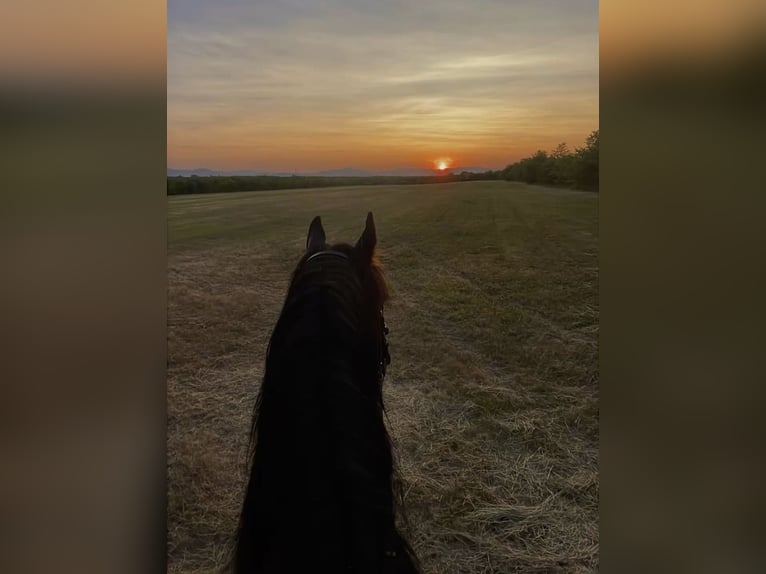 motivierte Reiterin sucht Reitbeteiligung