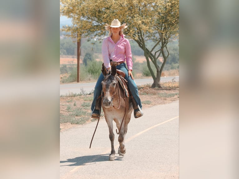 Muł Klacz 10 lat 145 cm in Camp Verde AZ