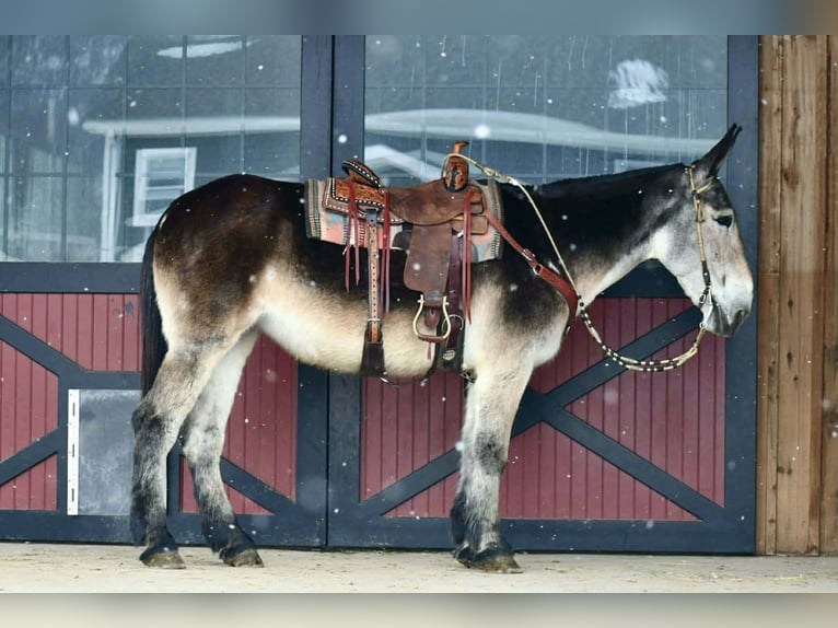 Muł Klacz 11 lat 163 cm Siwa in Rebersburg