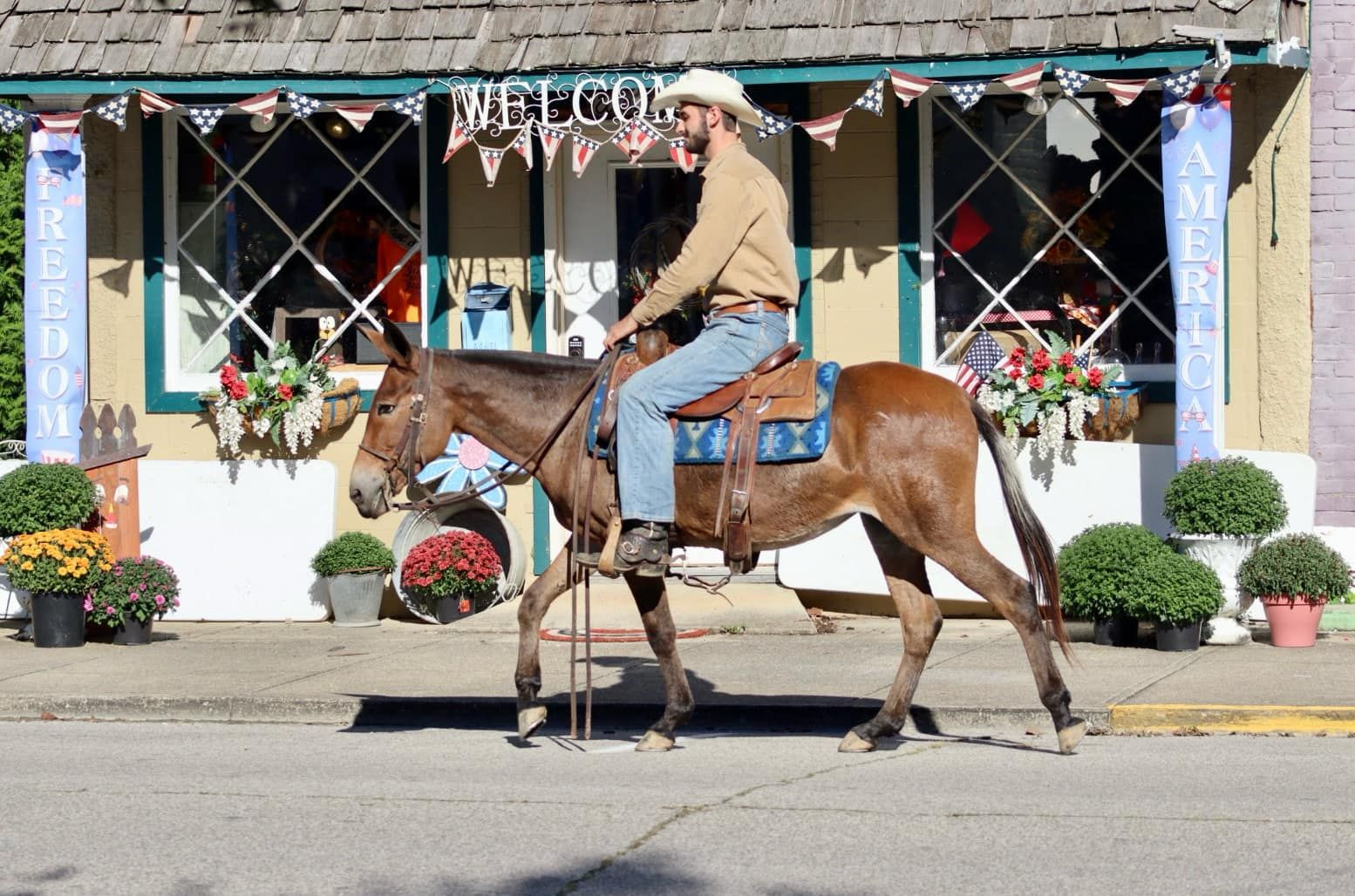 Muł Klacz 12 lat 140 cm Gniada in Brooksville KY