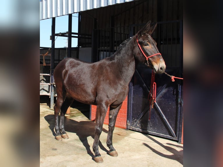 Muł Klacz 13 lat 160 cm Ciemnogniada in Vejer de la Frontera