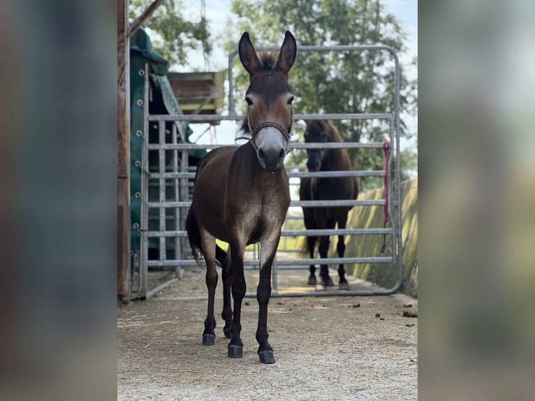 Muł Klacz 2 lat 100 cm Ciemnogniada in Bachmanning