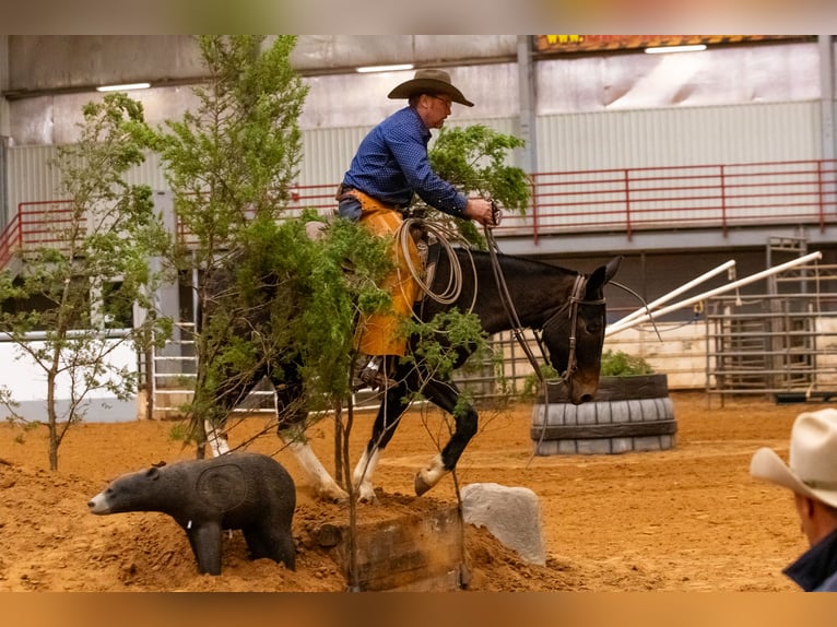 Muł Klacz 5 lat 150 cm Kara in Fittstown