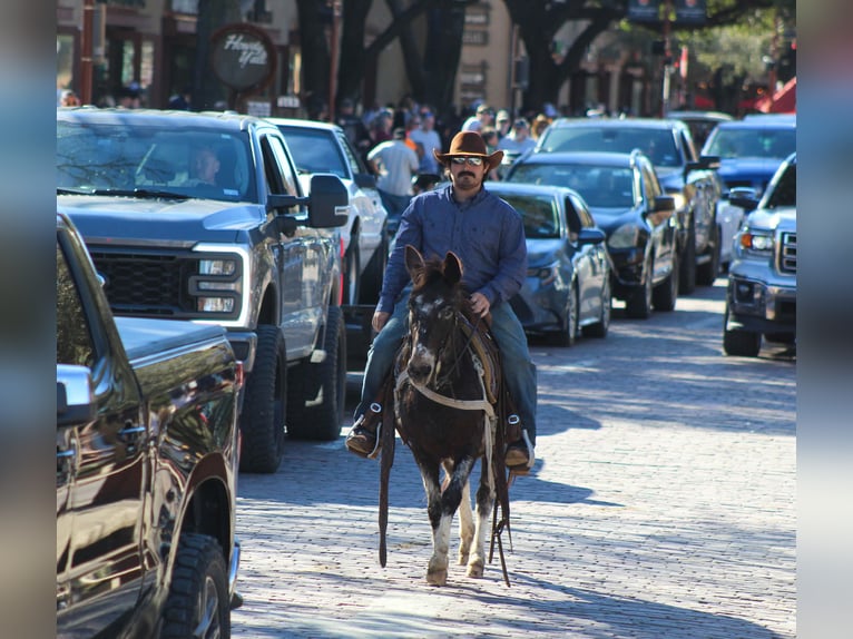 Muł Klacz 6 lat 124 cm Gniada in Waukon