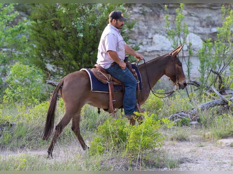 Muł Klacz 6 lat 132 cm Bułana in Stephenville TX
