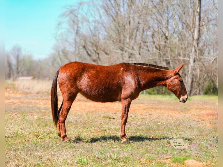 Muł Klacz 6 lat 145 cm Cisawa in Santa Fe