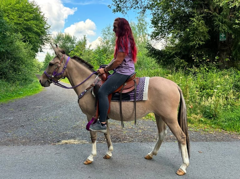 Muł Klacz 7 lat 140 cm Bułana in Linkenbach