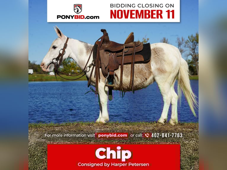 Muł Klacz 7 lat 81 cm Siwa in Corsica