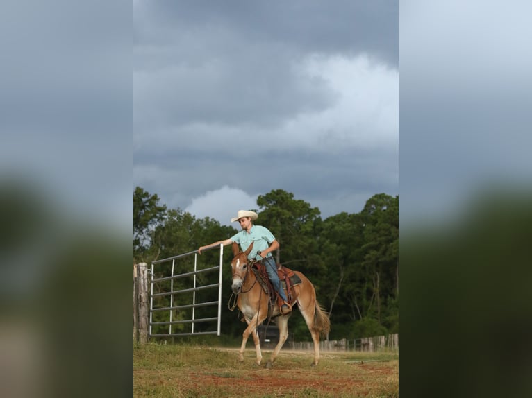 Muł Klacz 8 lat 147 cm Bułana in Huntsville