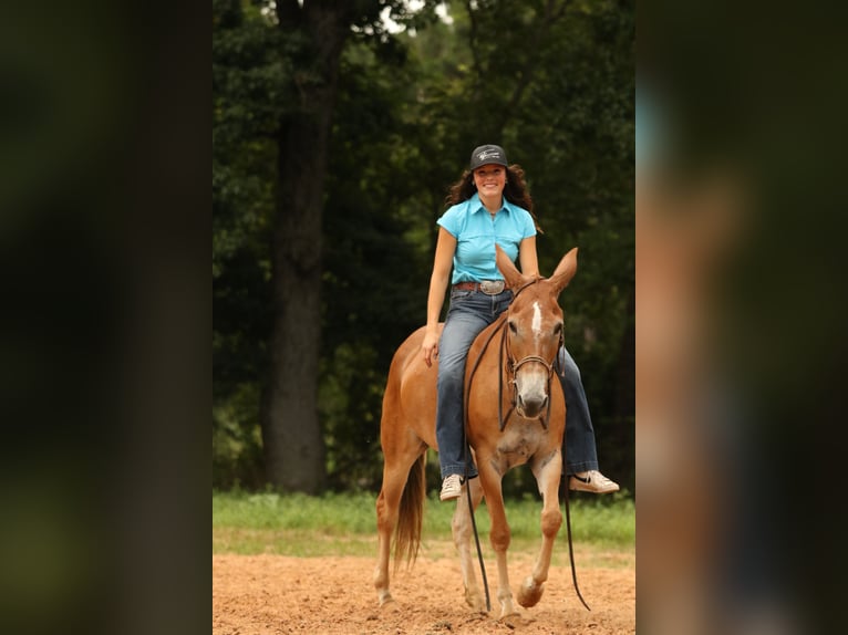 Muł Klacz 8 lat 147 cm Bułana in Huntsville