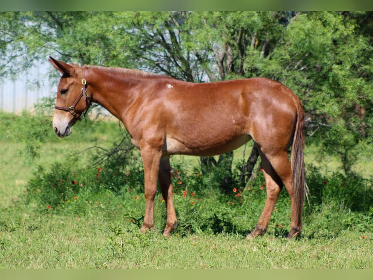 Muł Klacz 9 lat 152 cm Ciemnokasztanowata in Stephenville TX