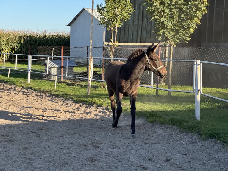 Muł Klacz Źrebak (05/2025) 140 cm Ciemnogniada in Tadzin Muł Klacz Źrebak (05/2025) 140 cm Ciemnogniada in Tadzin
