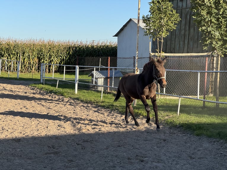 Muł Klacz Źrebak (05/2025) 140 cm Ciemnogniada in Tadzin Muł Klacz Źrebak (05/2025) 140 cm Ciemnogniada in Tadzin