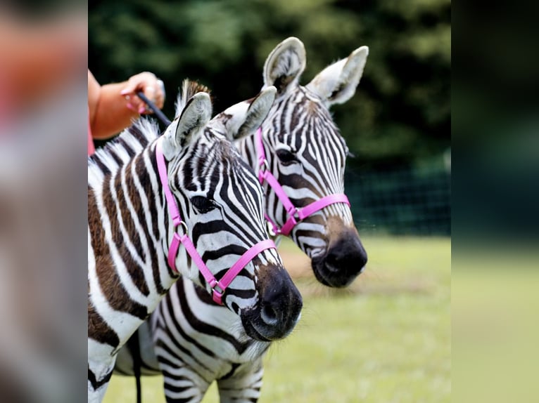Muł Ogier 9 lat 122 cm Kara in Fairfield TX