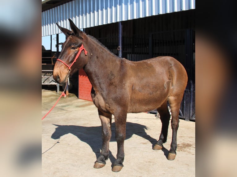 Muł Wałach 10 lat 157 cm Gniada in Vejer de la Frontera