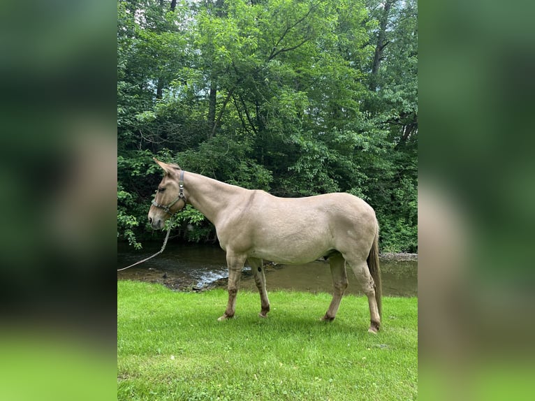 Muł Wałach 11 lat 145 cm Bułana in Cochranville PA