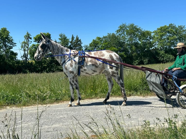 Muł Wałach 13 lat  in Flemingsburg
