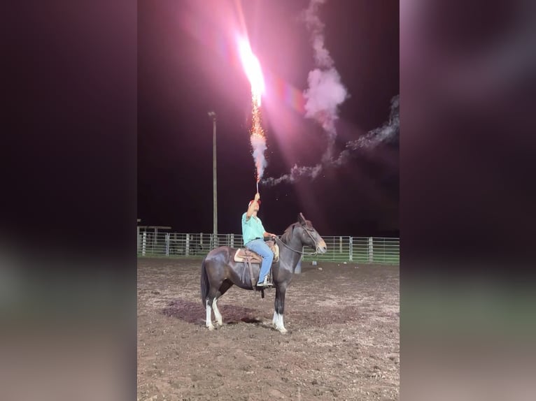 Muł Wałach 14 lat 157 cm Kara in Van Horne IA