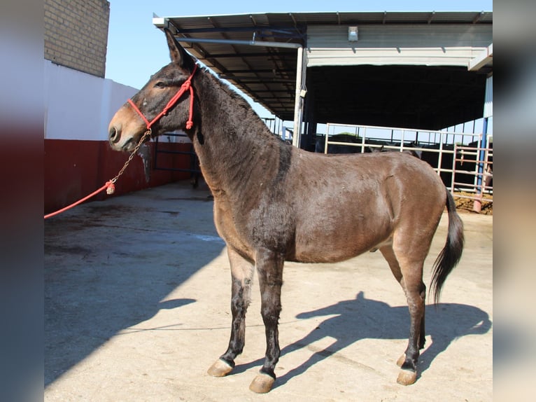 Muł Wałach 15 lat 152 cm Gniada in Vejer de la Frontera