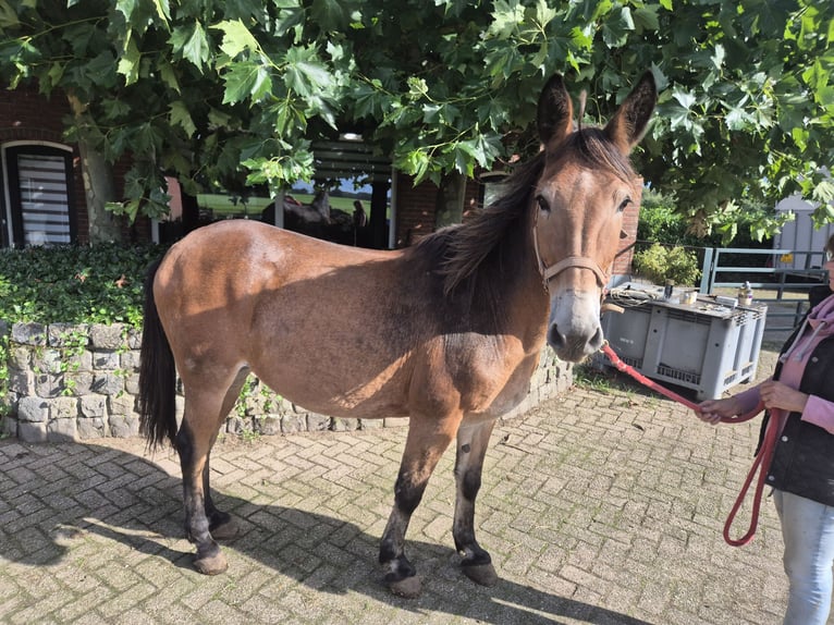 Muł Wałach 17 lat 150 cm Gniada in Aalten