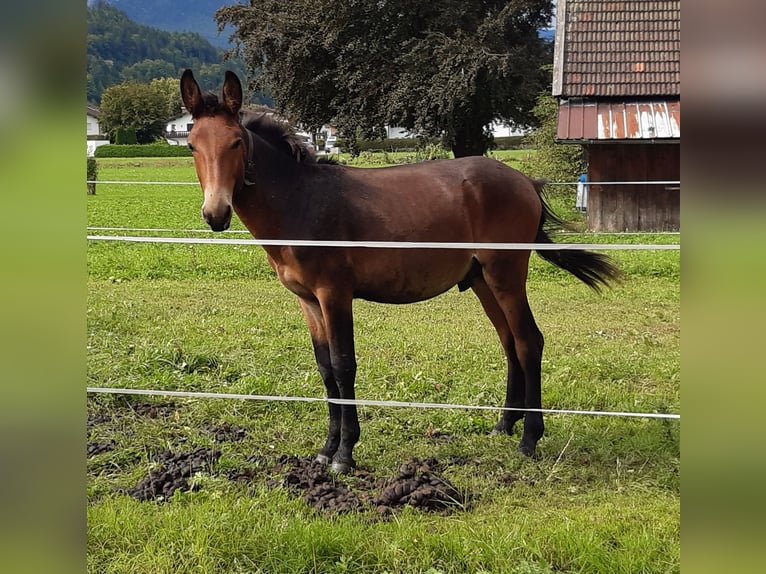 Muł Wałach 4 lat 156 cm Gniada in Garmisch-Partenkirchen
