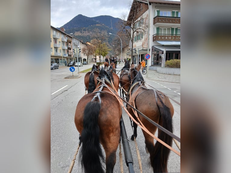 Muł Wałach 4 lat 156 cm Gniada in Garmisch-Partenkirchen