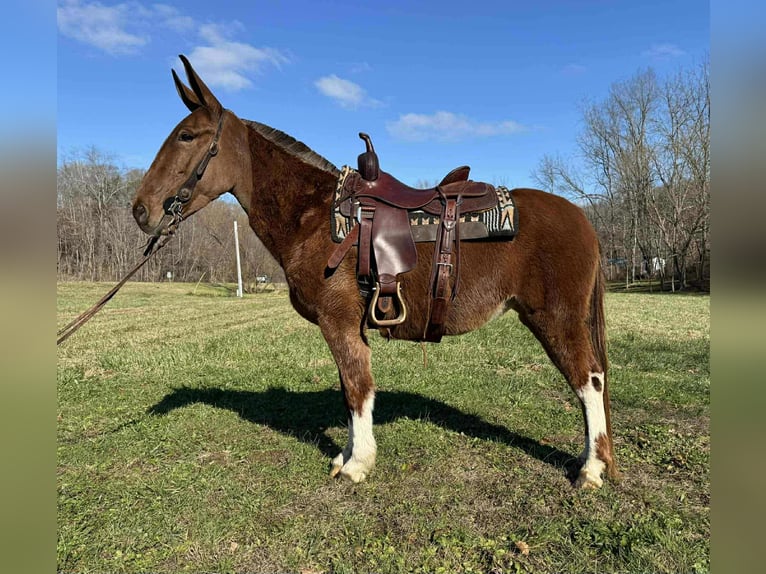 Muł Wałach 5 lat 152 cm Ciemnokasztanowata in Grassy Creek KY