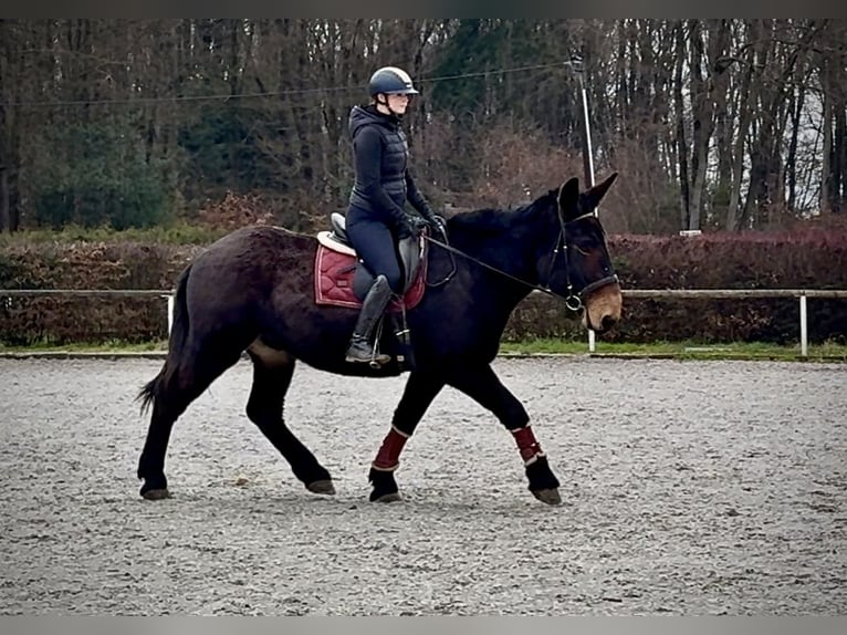 Muł Wałach 6 lat 160 cm Ciemnogniada in Neustadt (Wied)