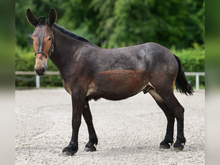 Muł Wałach 6 lat 163 cm Ciemnogniada in Neustadt (Wied)
