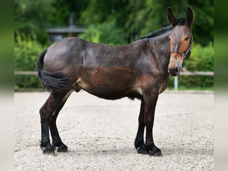 Muł Wałach 6 lat 163 cm Ciemnogniada in Neustadt (Wied)